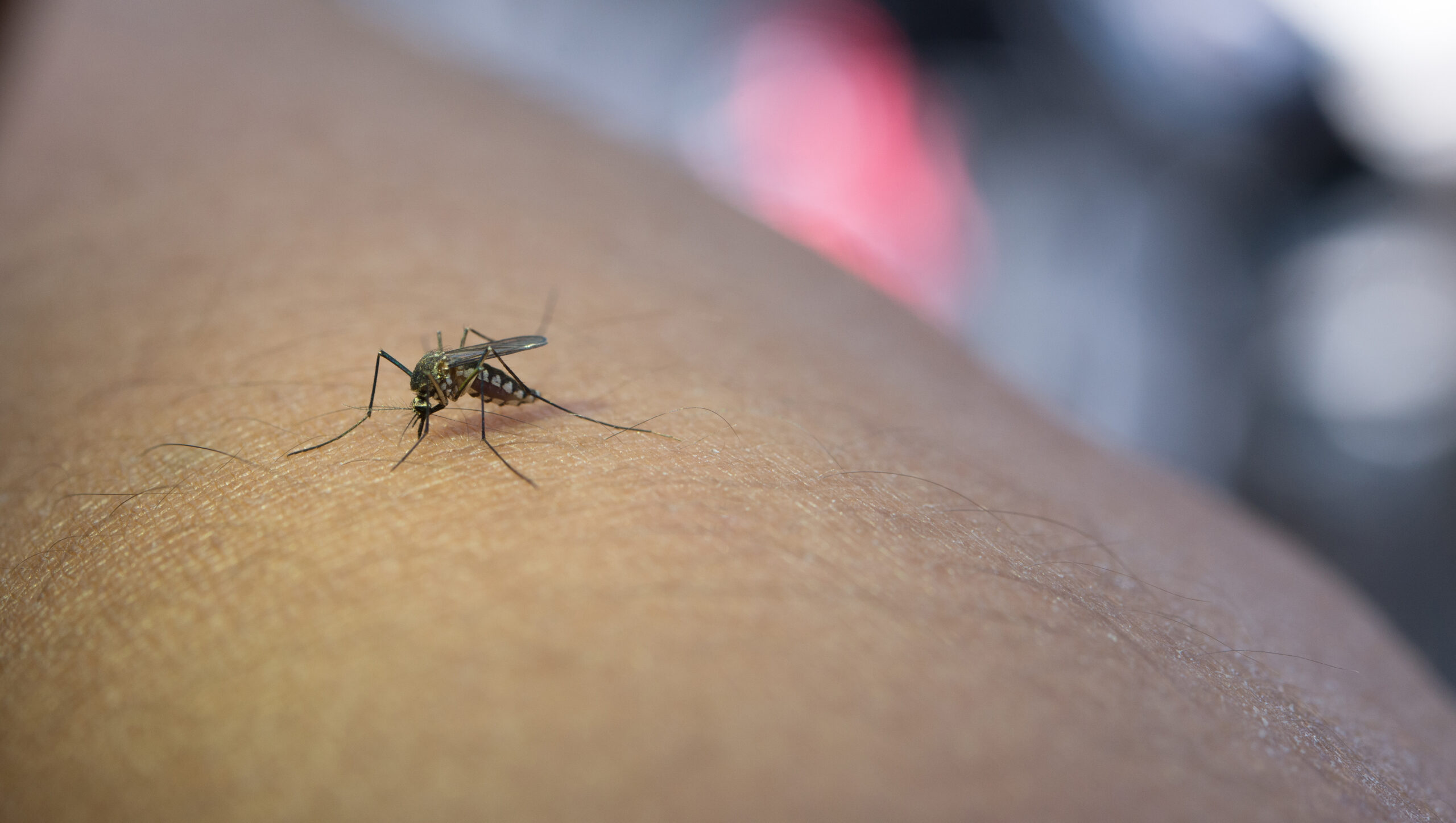 Setembro no Algarve: Prevenir Infestações de Pragas Antes do Outono