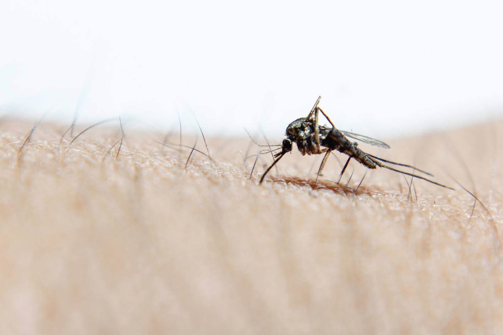 Moscas & Mosquitos — Sobcontrolo, controlo de pragas no Algarve
