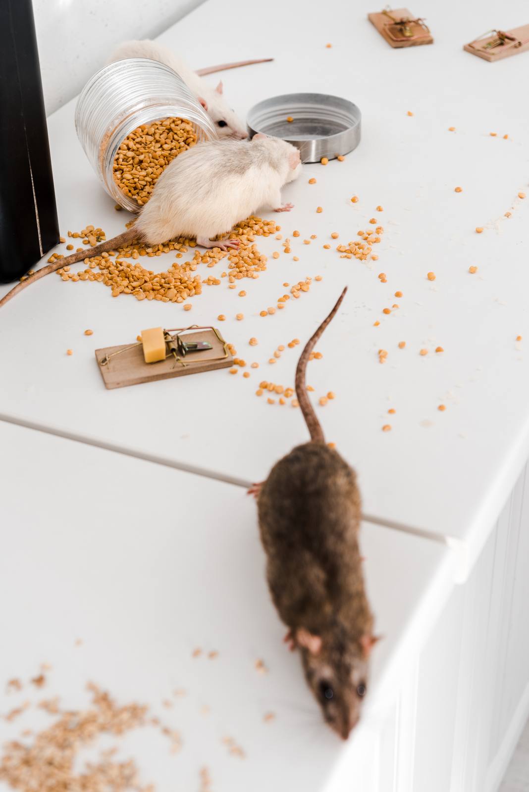 Ratos — Sobcontrolo, controlo de pragas no Algarve